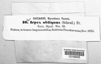 Schizopora paradoxa image